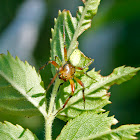 Cucumber Green Spider