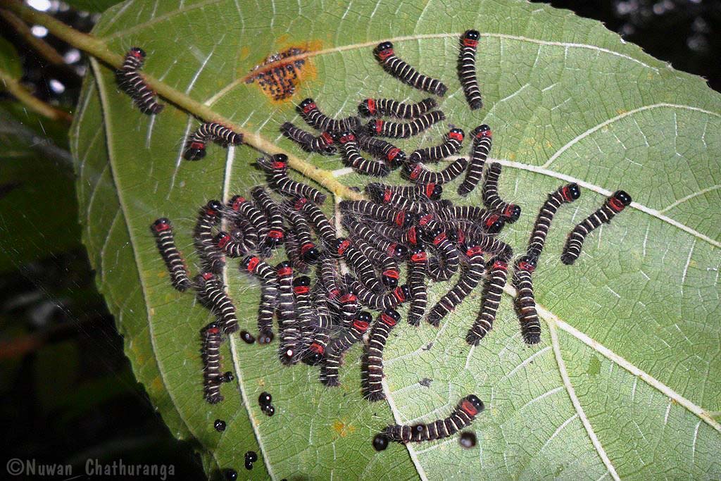 Erebid Moth Catterpillars