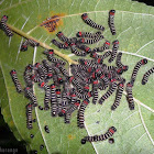 Erebid Moth Catterpillars