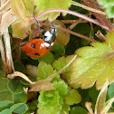 7 spotted Ladybird beetle