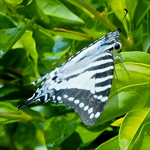 Spot Swordtail