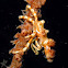 Whip Coral Crab
