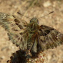 Tufted Marbled Skipper