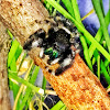 Bold jumping spider