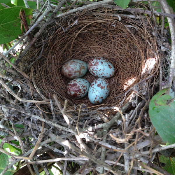 Mockingbird eggs Project Noah