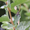 Common Leaf-footed Bug