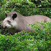 Brazilian tapir