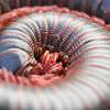 Worm Millipede