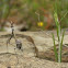 Conehead mantis