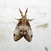 Erebidae, Lymantriinae
