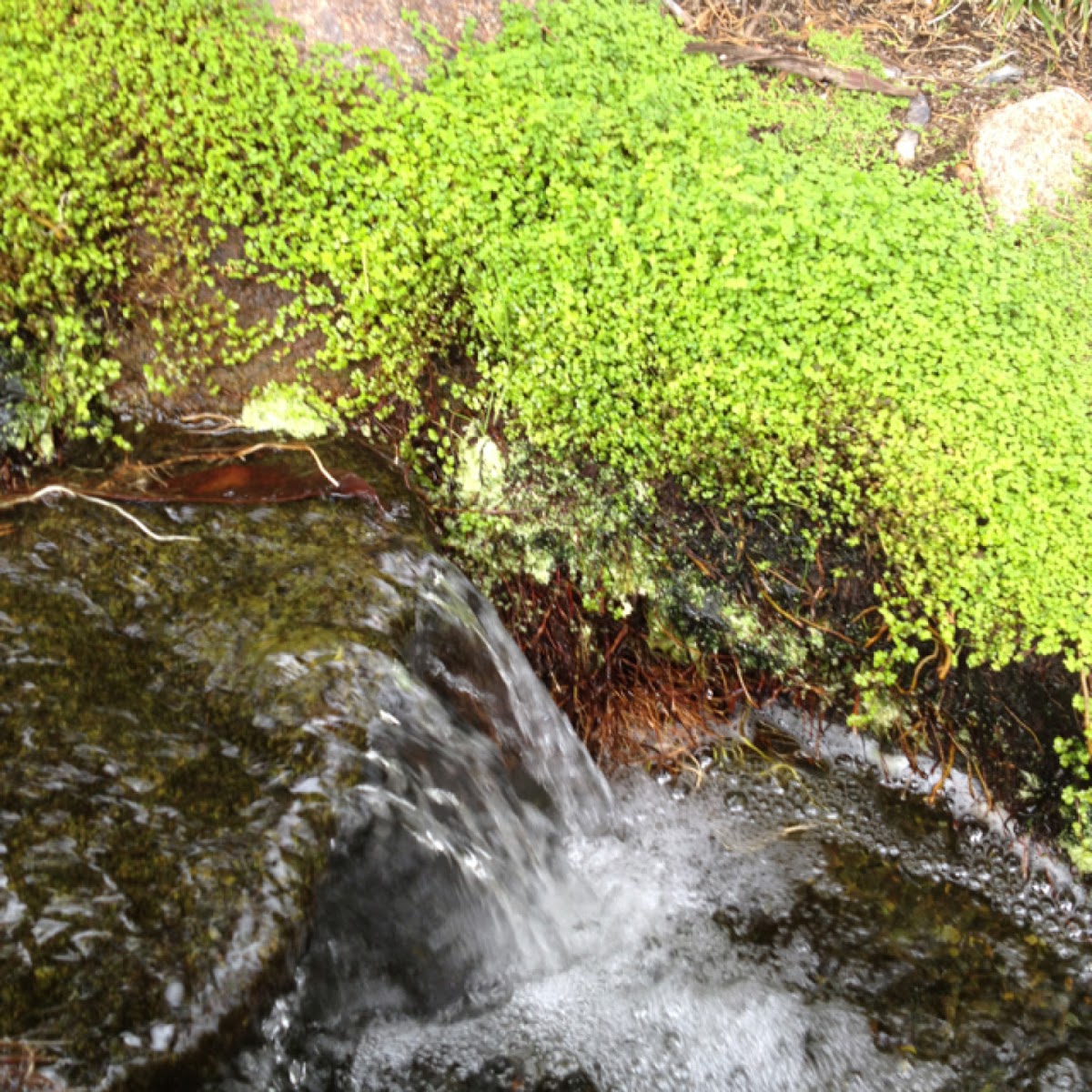 Moss with waterfall