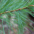 Eastern White Pine