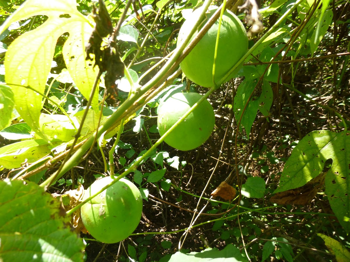 Maypops(Fruit)