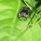 Daring jumping spider