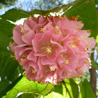 Pink ball tree