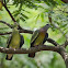 pink necked green pigeon