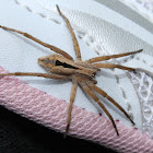 Argoctenus spider