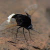 Beefly