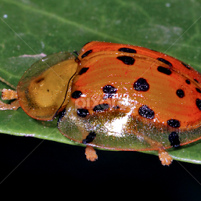 Tortoise Shell Beetle... by रोहित वसावे - Animals Insects & Spiders