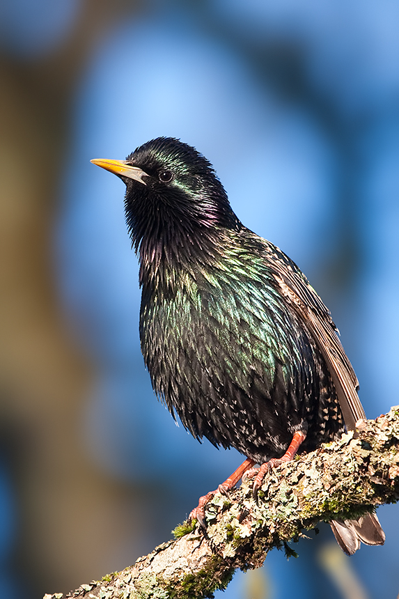 скворец в скворечнике. обыкновенный скворец молодой. чернокрылый скворец. обыкновенный скворец. капский скворец.