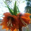 Crown Imperial