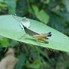 Antenna-White-tipped Grasshopper