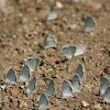 Eastern Tailed-Blue