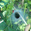 Grass spider (web)
