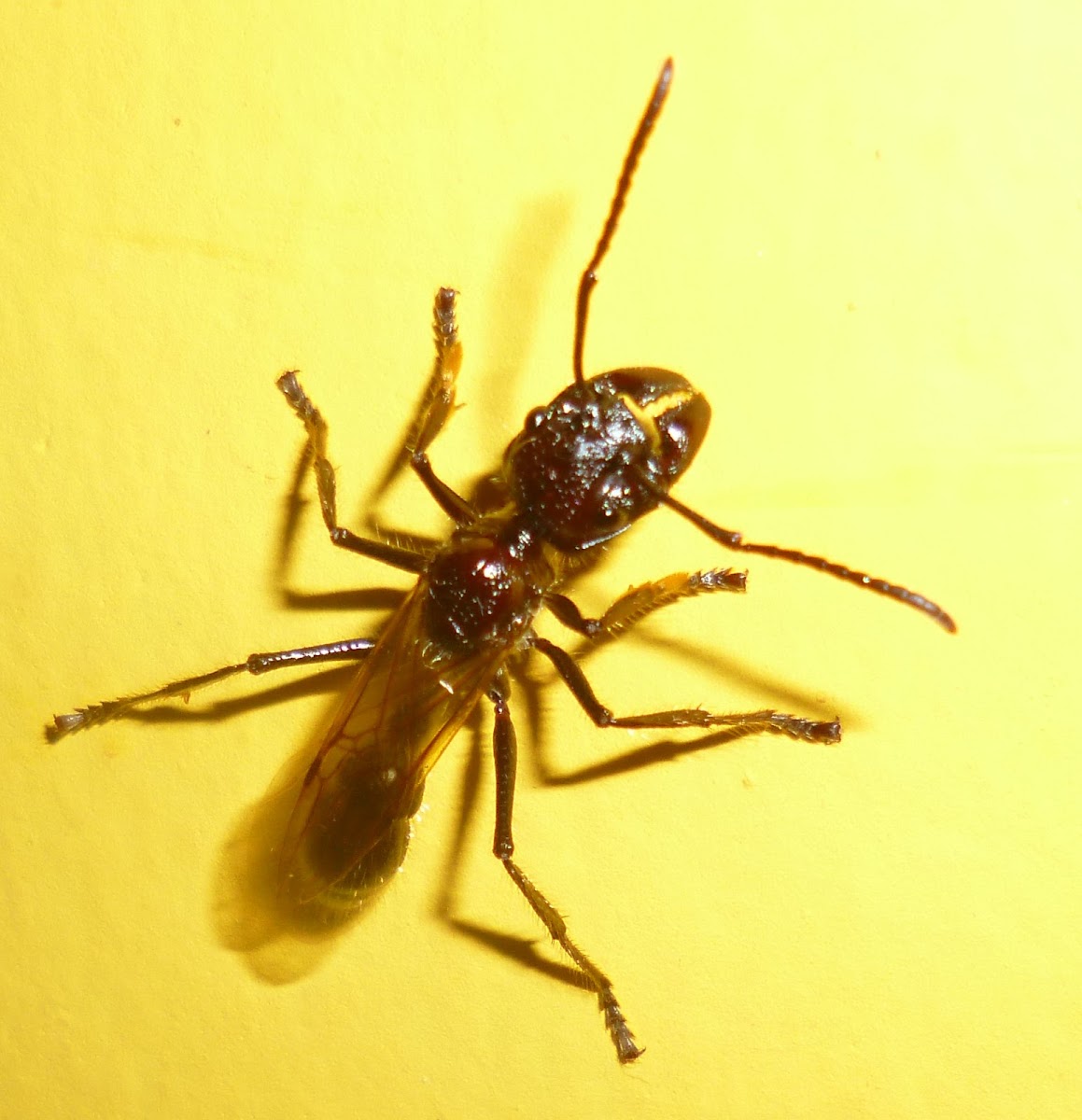 Bullet Ant - Hormiga Bala - Folofa