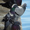 Rock Pigeon