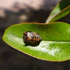 Larva (pupa) de mariquita
