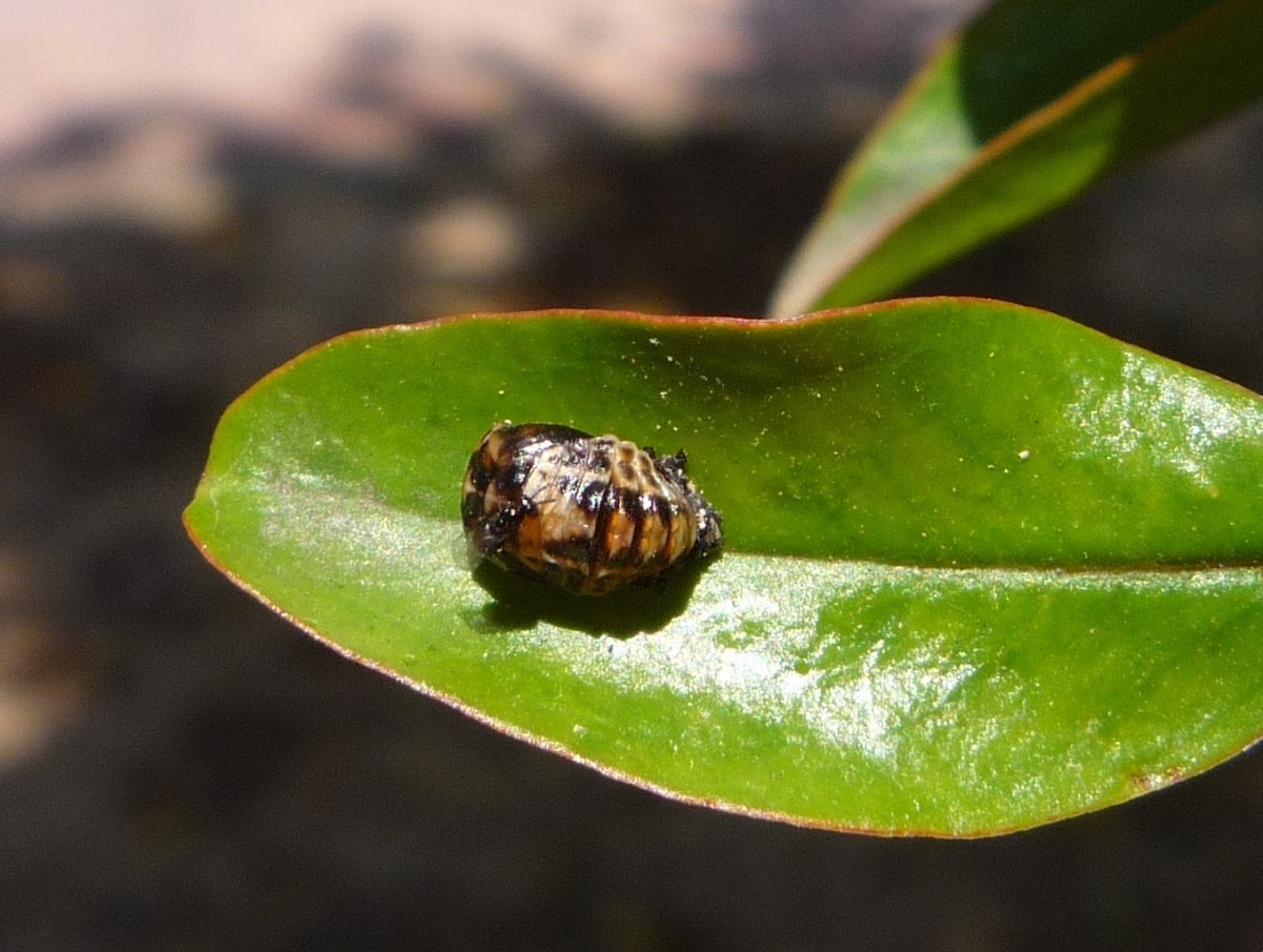 Larva (pupa) de mariquita