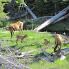 Elk (cows & calves)