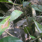 Cazadora - Middle America Indigo Snake