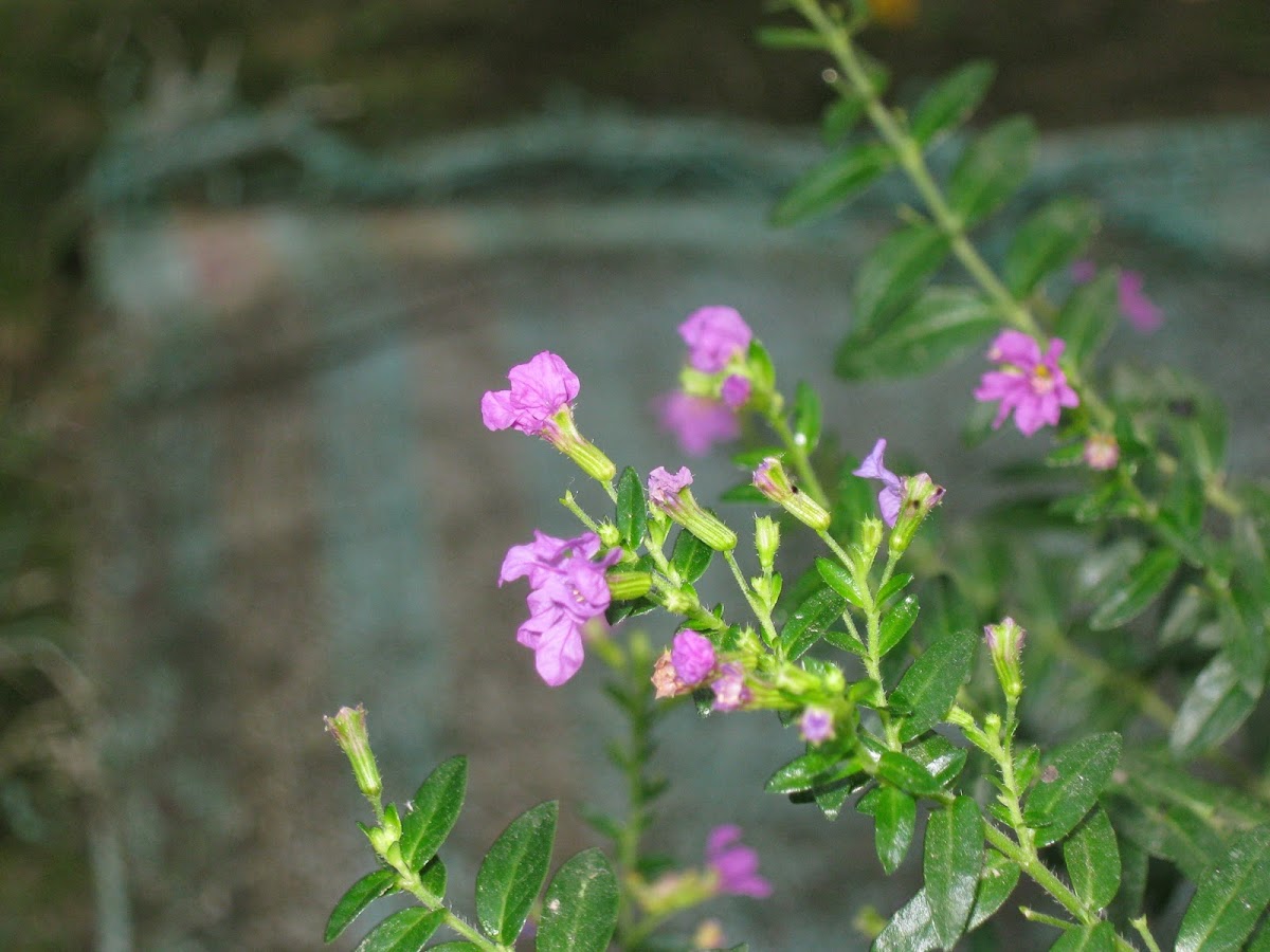 Mexican Heather