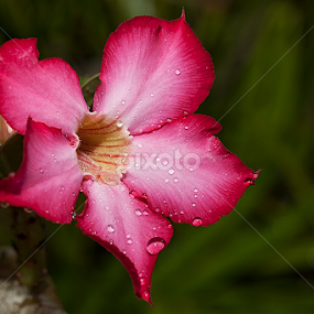 UNTITLED by Herken Kenken - Flowers Flowers 2011-2013