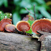 Red Bracket Fungus