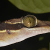 Malayan Forest Gecko, Banded Bent-Toed Gecko