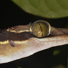 Malayan Forest Gecko, Banded Bent-Toed Gecko