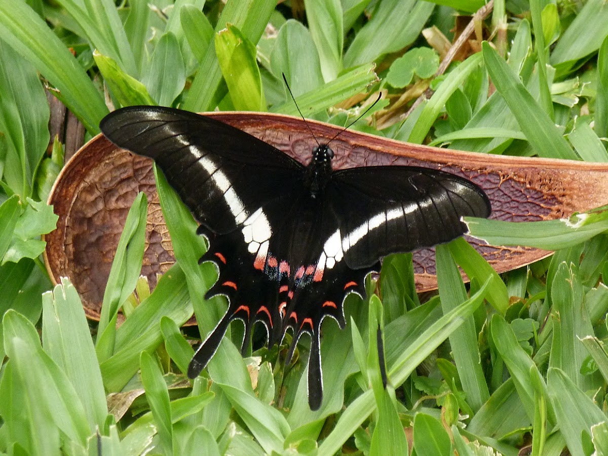 Borboleta Hector (Hectorides Swallowtail)