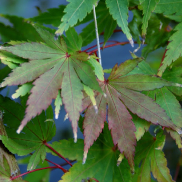 Japanese Maple Japanse Esdoorn Project Noah