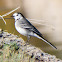 White Wagtail; Lavandera Blanca