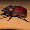 Rhinoceros beetle, female