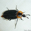 Disk-tailed Carrion Beetle