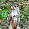 Eastern gray squirrel