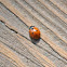 Seven spotted ladybug