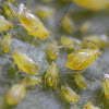 Orleander aphids