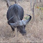 African buffalo