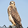 Swainson's Hawk