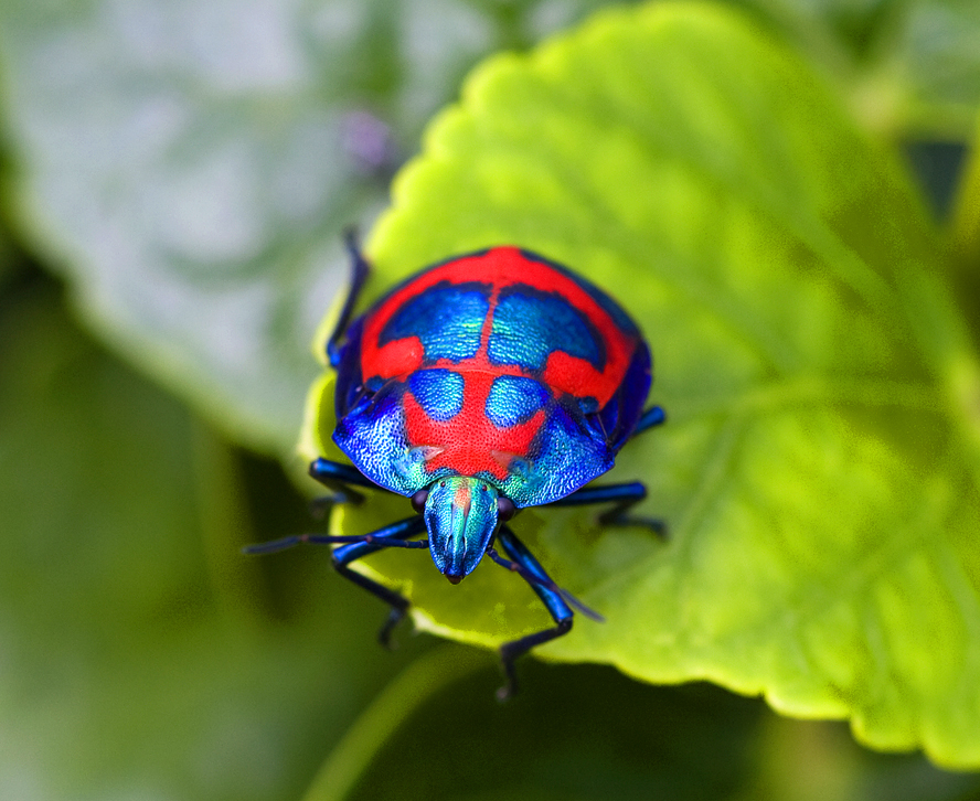 Male Cotton Harlequin Bug Project Noah